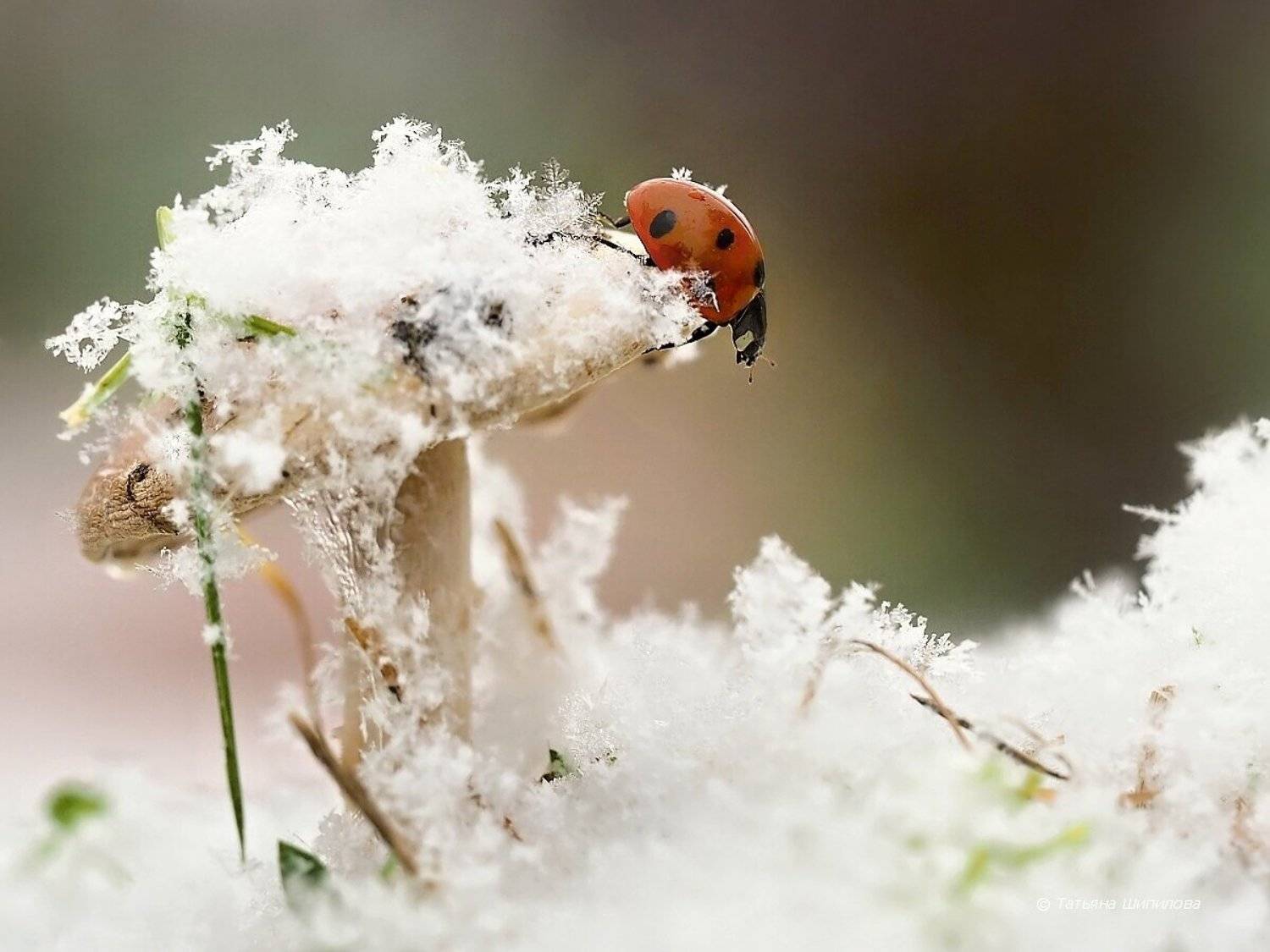 макро, снег, божья коровка, природа, октябрь, московская область, Шипилова Татьяна