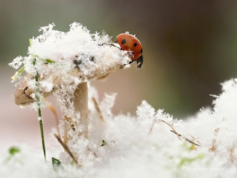 макро, снег, божья коровка, природа, октябрь, московская область Снег выпал неожиданно... фото превью