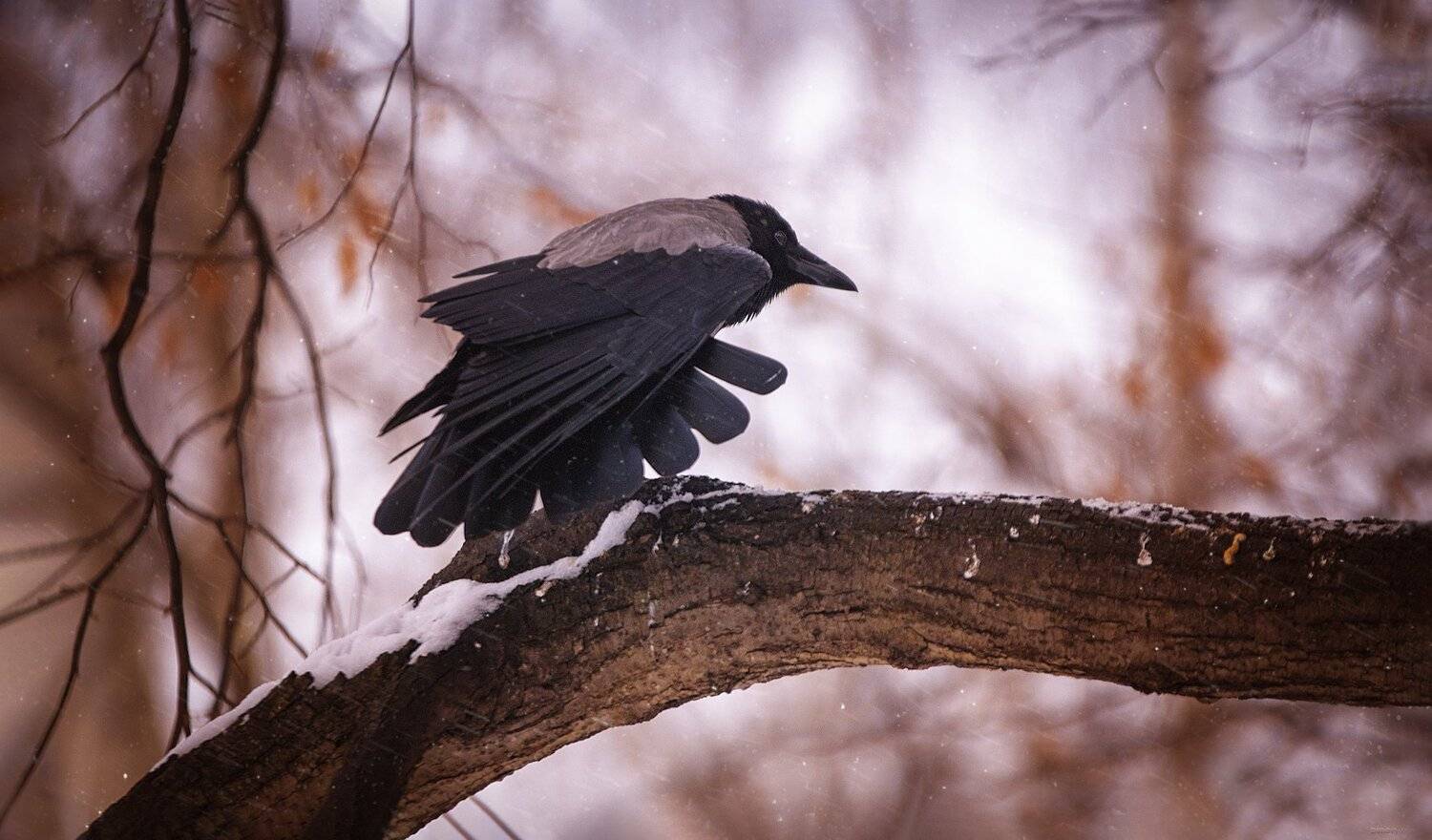 природа, лес, животные, птицы, Дмитрий Посевич