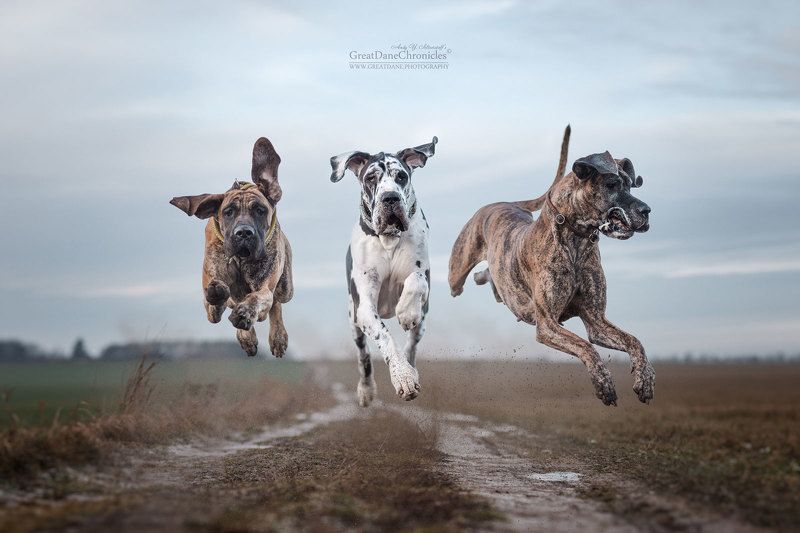Ritt der Walküren (Полет Валькирий) фото превью