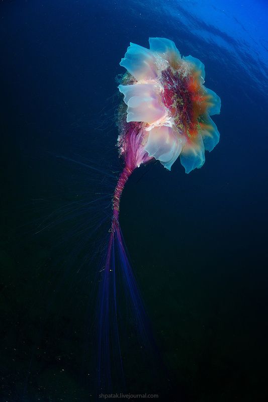 Дайвинг на севере Приморья. Бухта Рудная. Гигантские медузы Цианея волосистая. фото превью