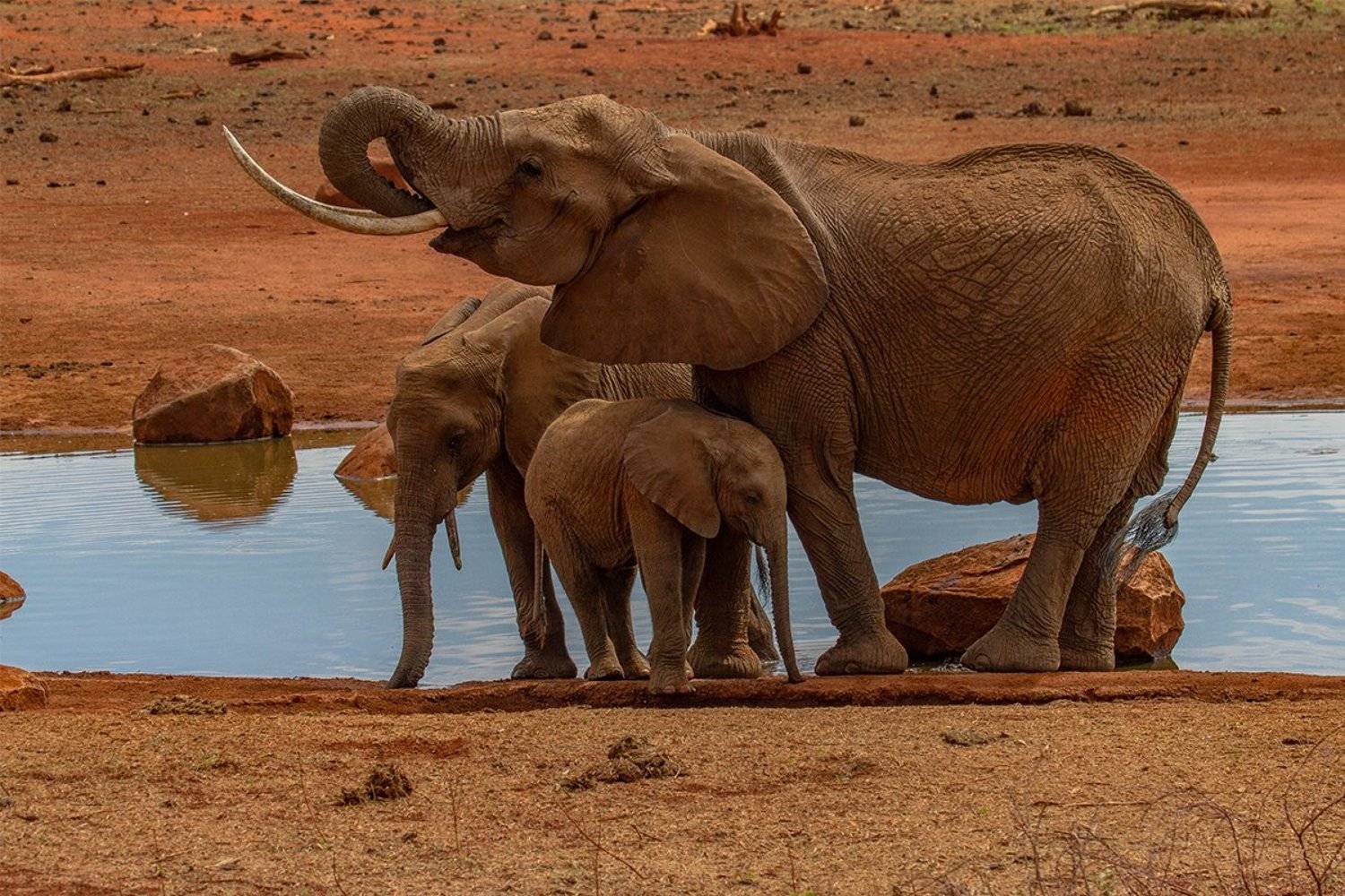 , Silvestr Szab&oacute;