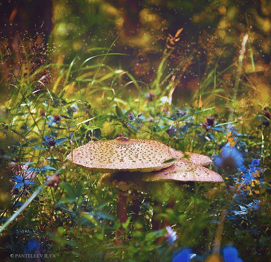 , Пантелеев Илья