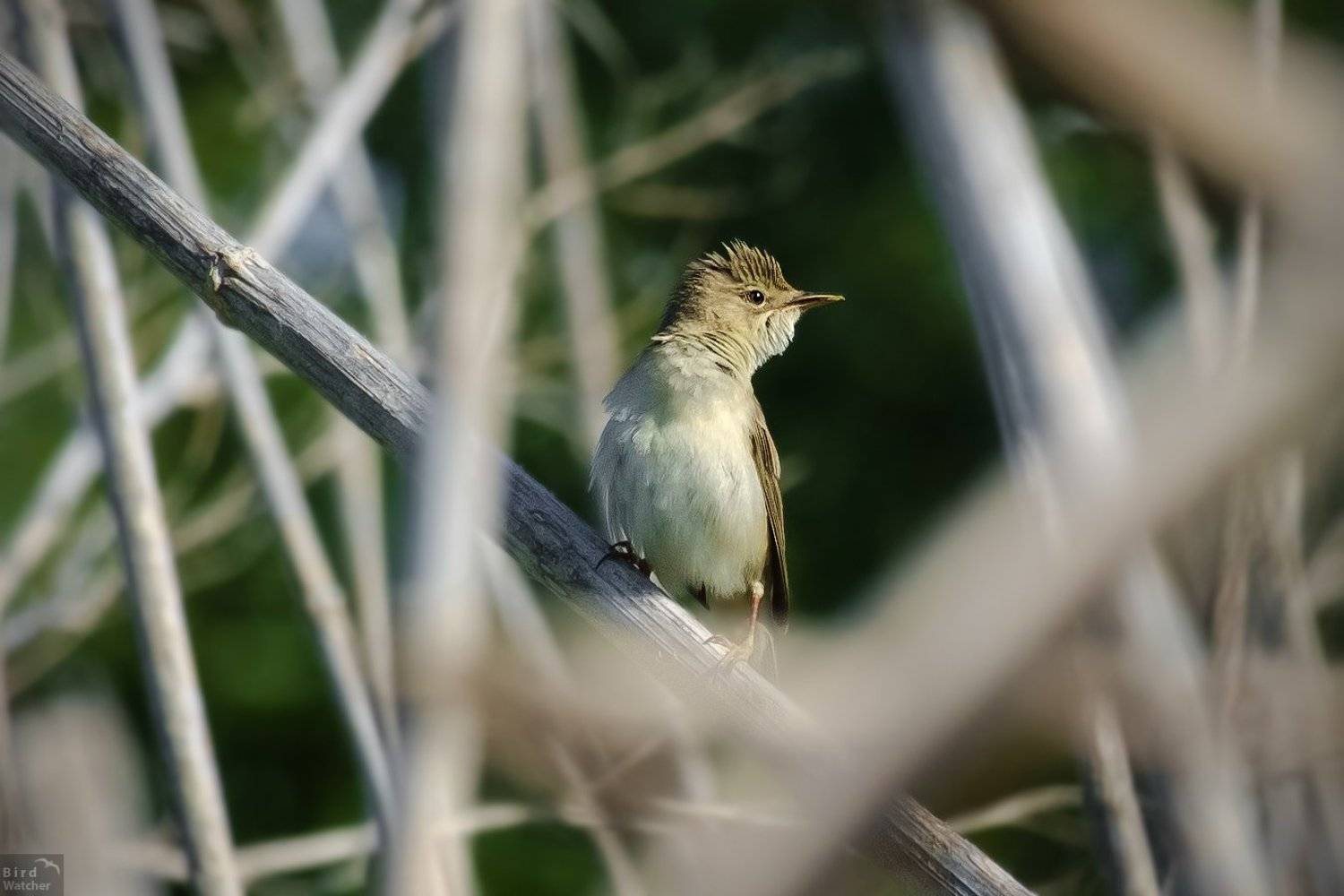 birds, ambush, bird, animals, acrocephalus dumetorum, Bird Watcher