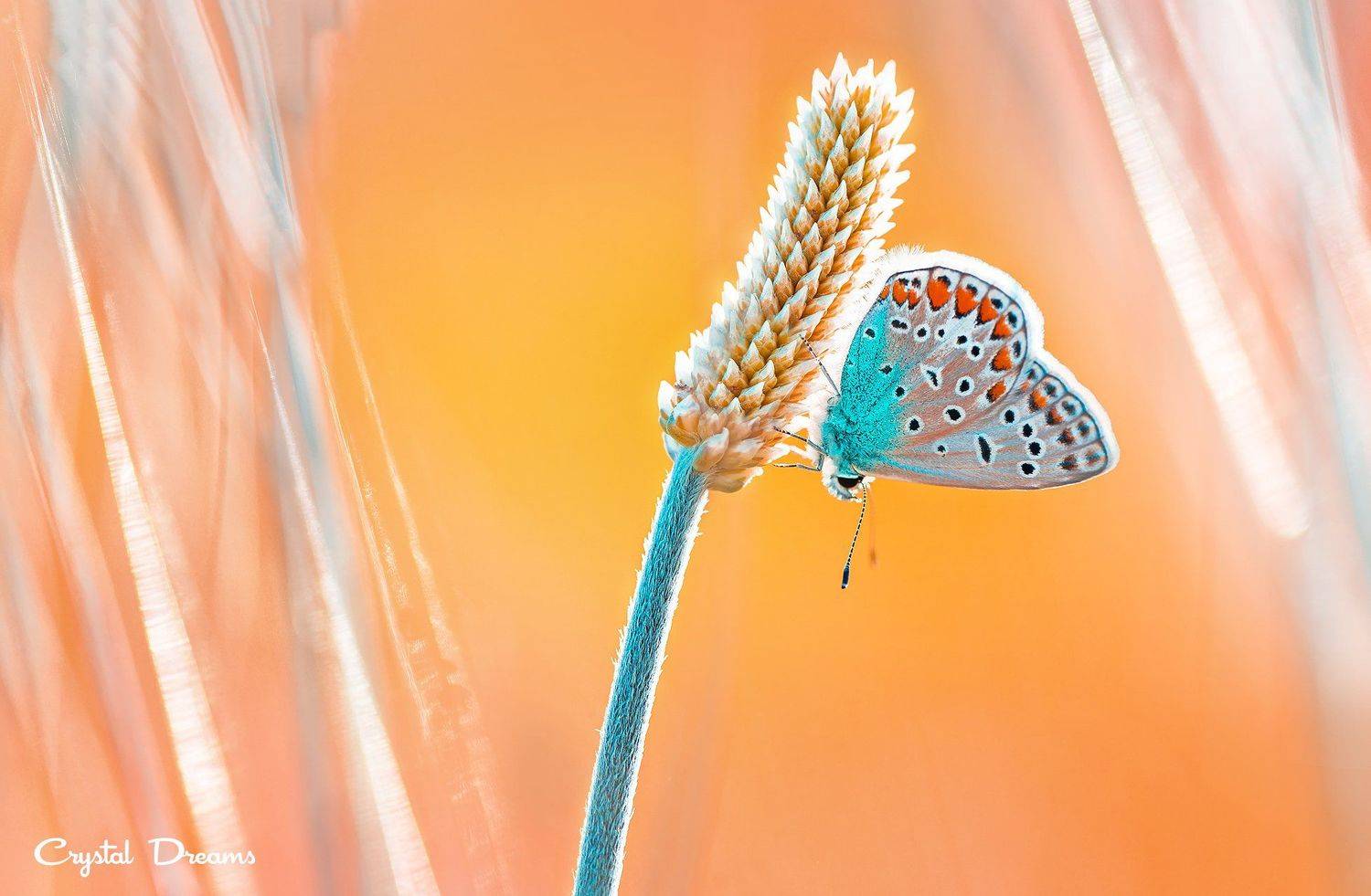 crystal dreams, macro, summer, color, art, nature, butterfly, Татьяна Крылова