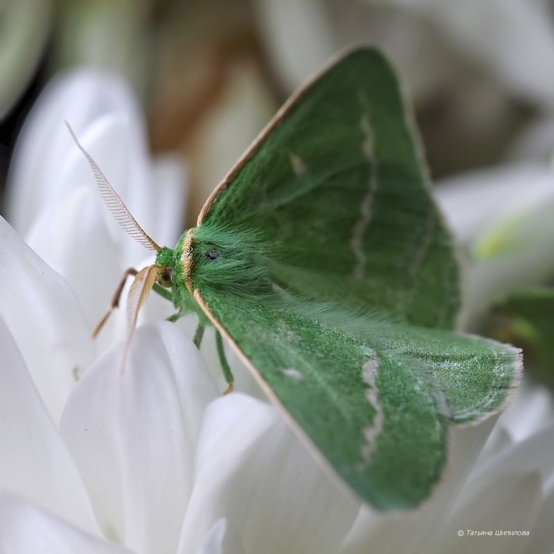 бабочка, Пяденица изумрудная, Thetidia smaragdaria, Essex Emerald, московская область, природа, макро, фауна, насекомые - ...где был я вчера - не найду, хоть убей... фото превью