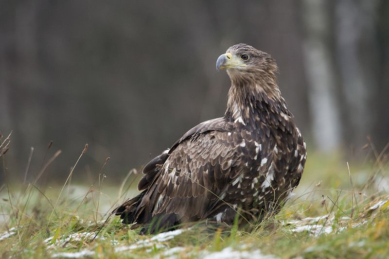 Bielik фото превью