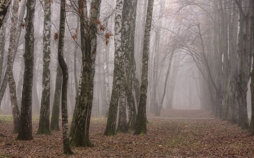 Туман в городском саду