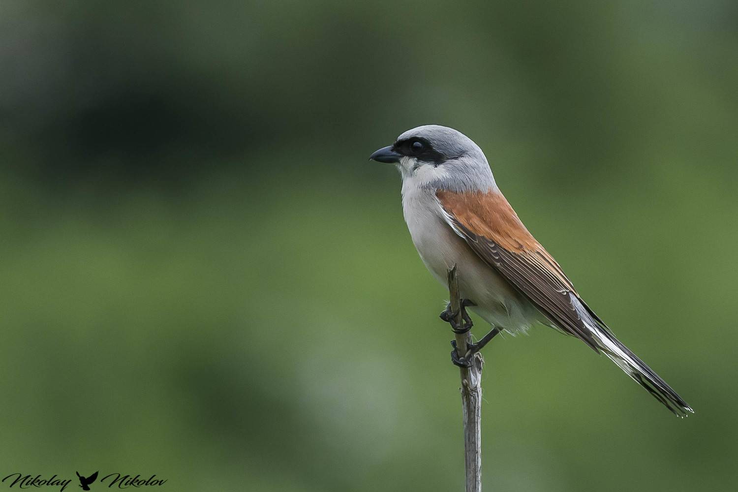 red-backed shrike,красная спина,червеногърбата сврачка,bird,portrait,landscape,wildlife,autum,sun,forest,nature, Nikolay Nikolov