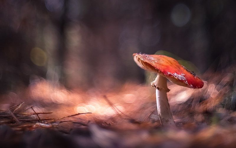 Дон Жуан фото превью