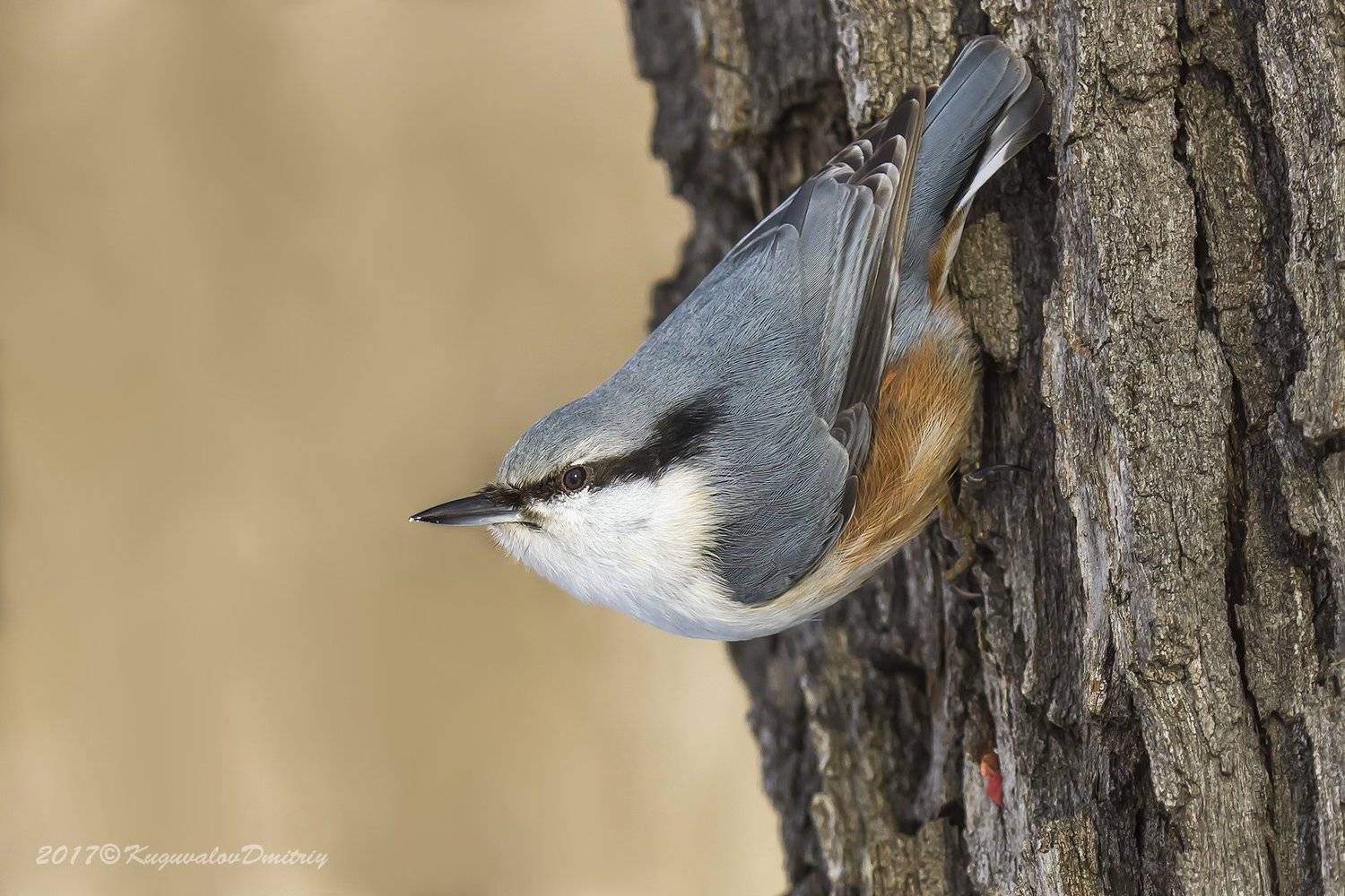 , Дмитрий Кугувалов
