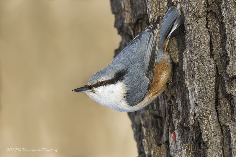 Поползень фото превью
