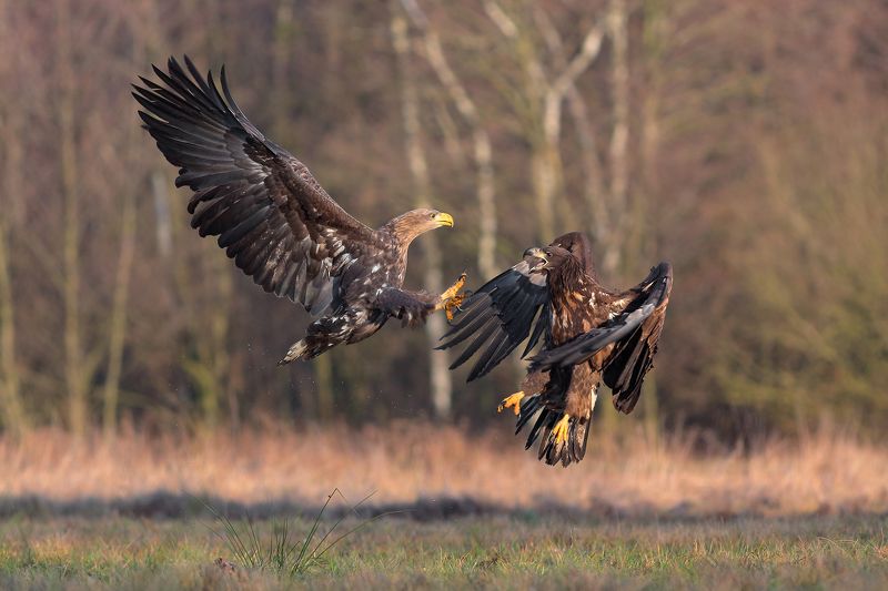 Old vs Young фото превью