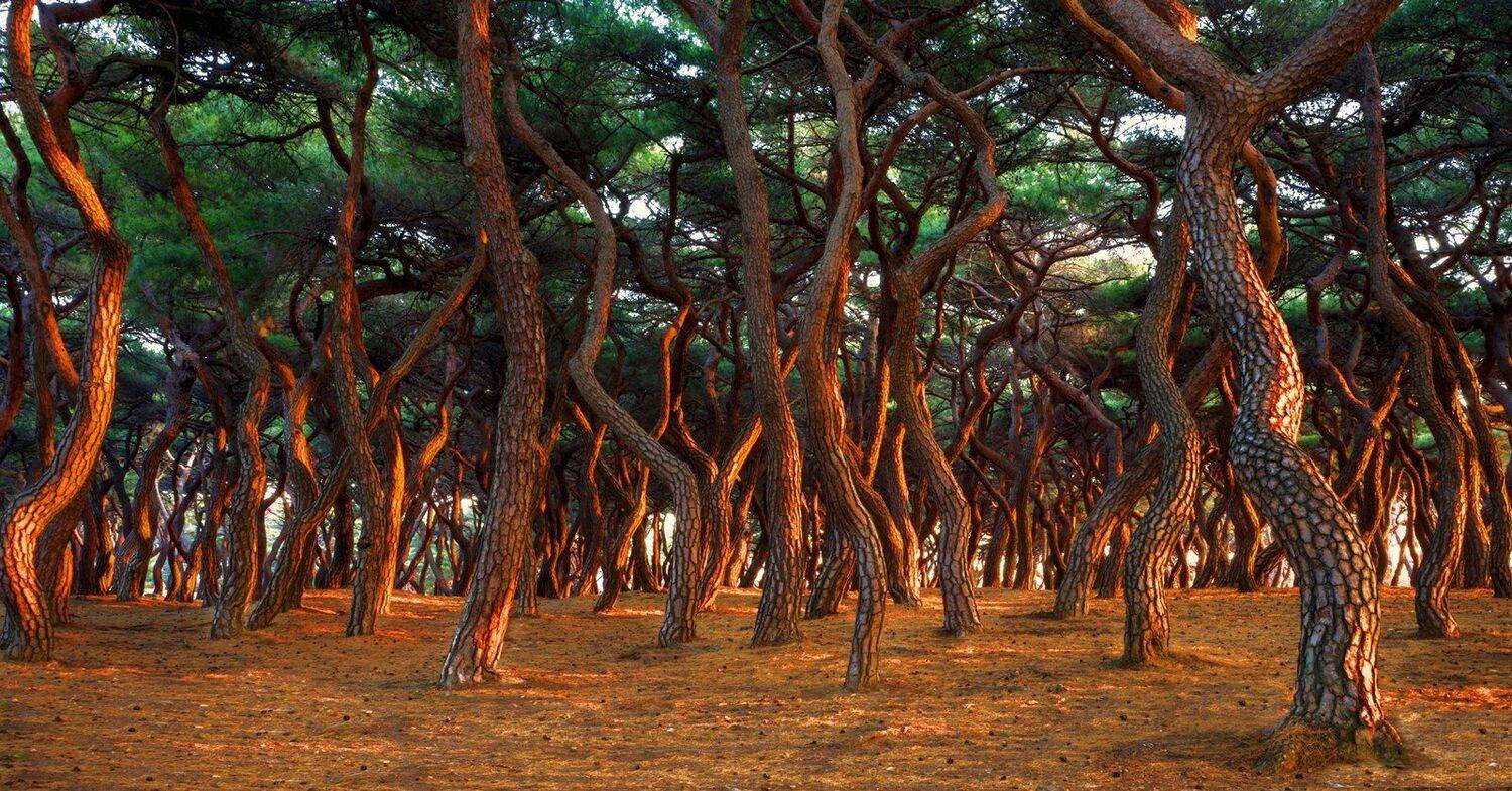 fine tree, kim kyoungwhan