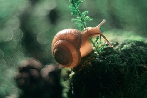 красавица изумрудного леса