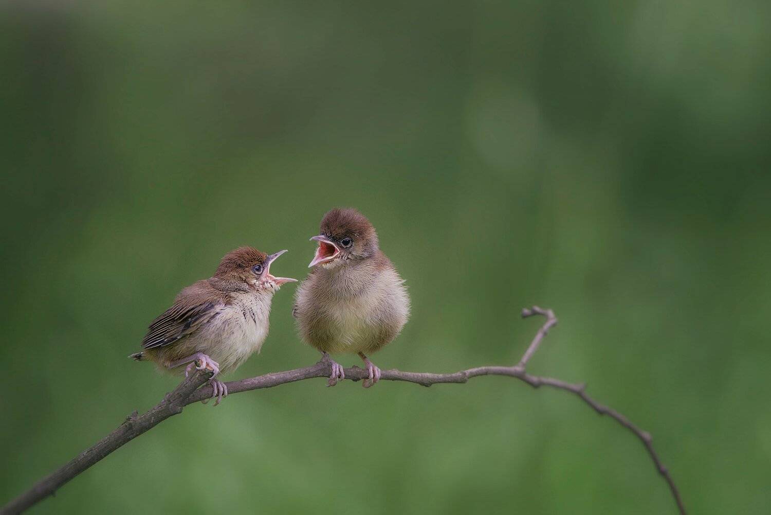 , Arkadiusz Michalak