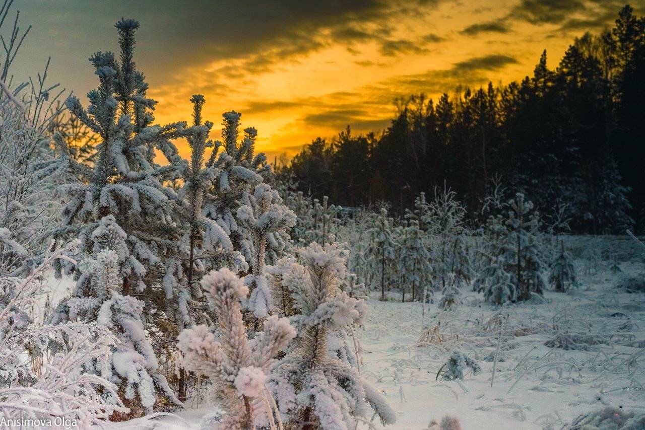 , Анисимова Ольга Леонидовна