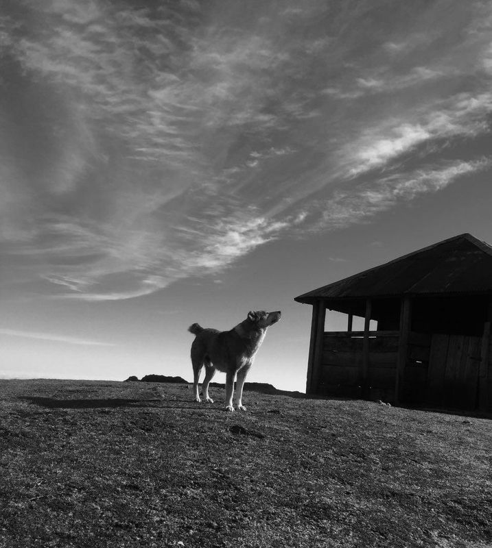 #hosseinmehrzad #myfeatureshoot #friendsinperson #حسین_مهرزاد #theweekoninstagram #everybodystreet #everydayeverywhere #persianlikes #hartcollective #reportagespotlight #uspiran #lensculturetalent #heatercentral #phroommagazine #friendsinperson #streetpho Howling фото превью