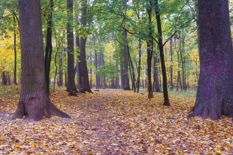 В парке осеннем (вариации) фото превью