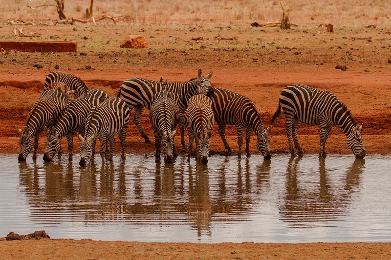ZEBRY фото превью