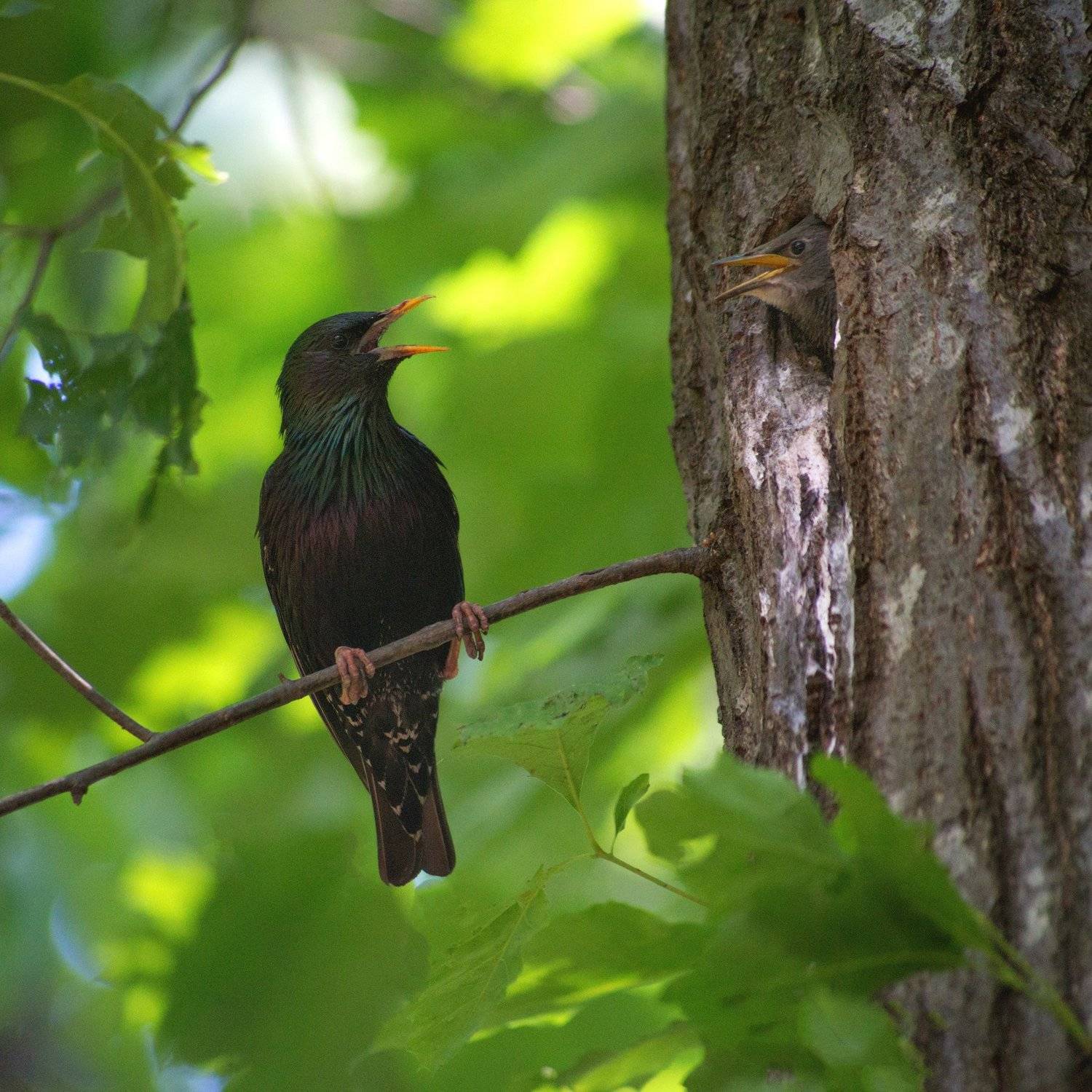скворцы, птенец, дупло, Катарина Винниченко
