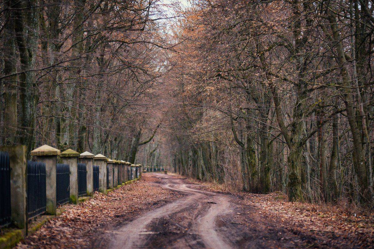 дорога, парк, январь, зима, беларусь, несвиж, Вейзе Максим