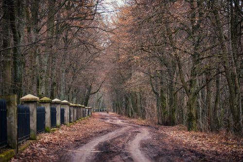 Старый парк. Теплый январь.