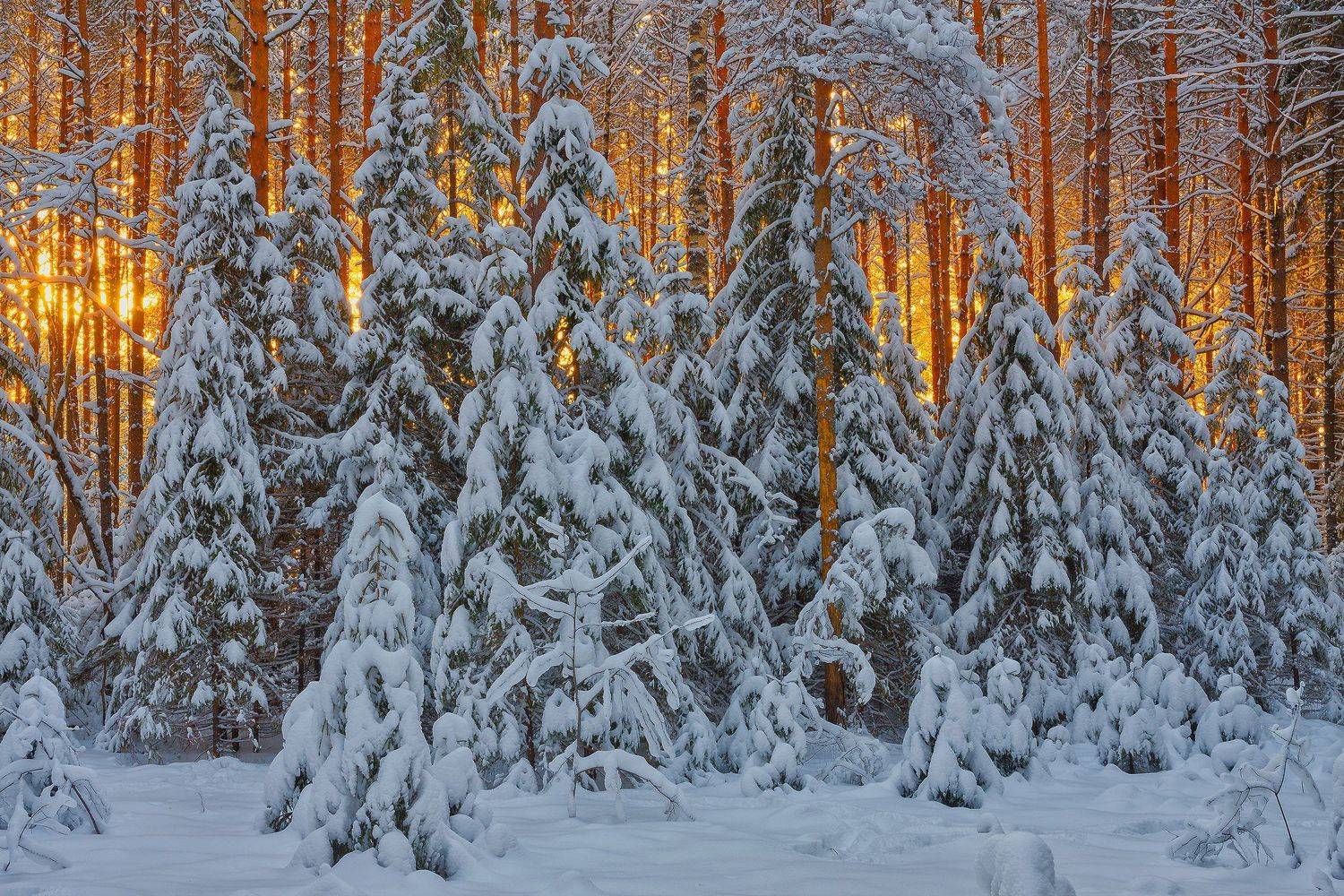 Фототуры с Владимиром Рябковым, зимний русский лес., Владимир Рябков