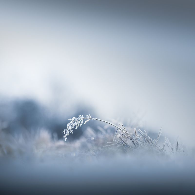 ...frost фото превью