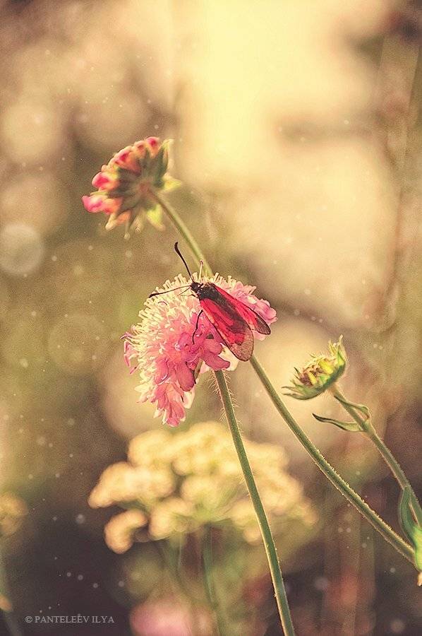 , Пантелеев Илья