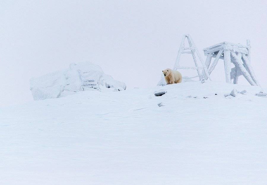 чукотка арктика кожевников медведь морской белый полярный умка, Максим Деминов