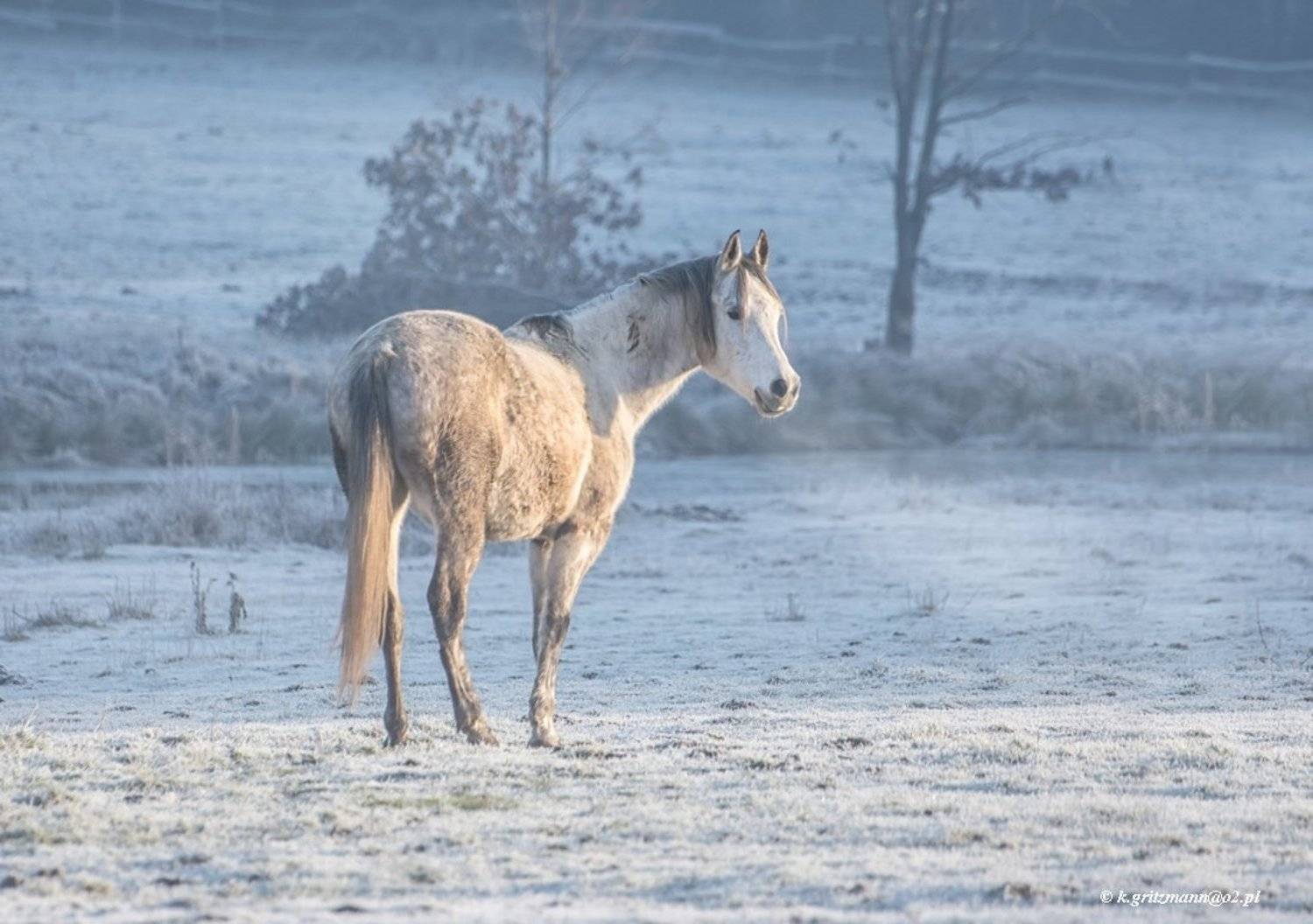 , Katarzyna Gritzmann