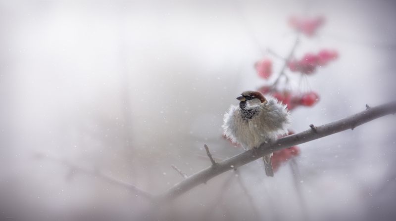 Растрепашка :) фото превью