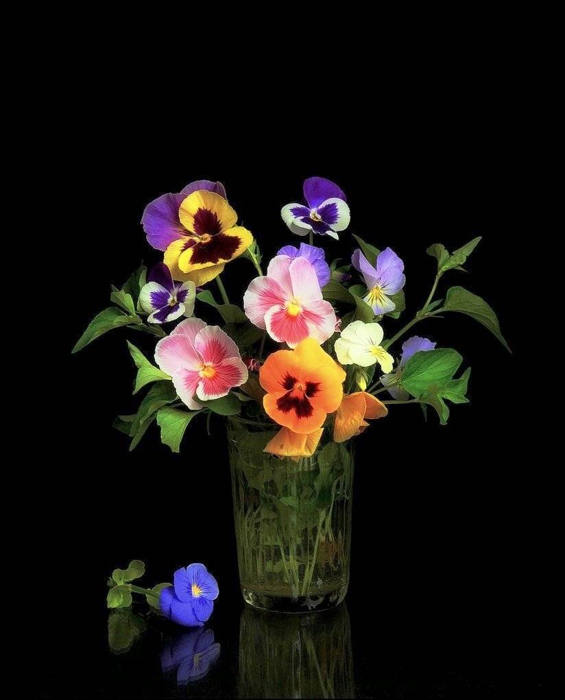 сергей алексеев, натюрморт, Сергей Алексеев