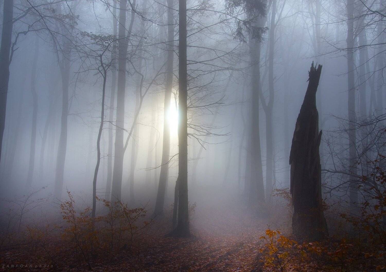 осень, туман, хриби,проникновение света,туман, вуаль, туман, лес, буки, осень, дымка, солнце,zanfoar,czech republic,чехия, Zanfoar