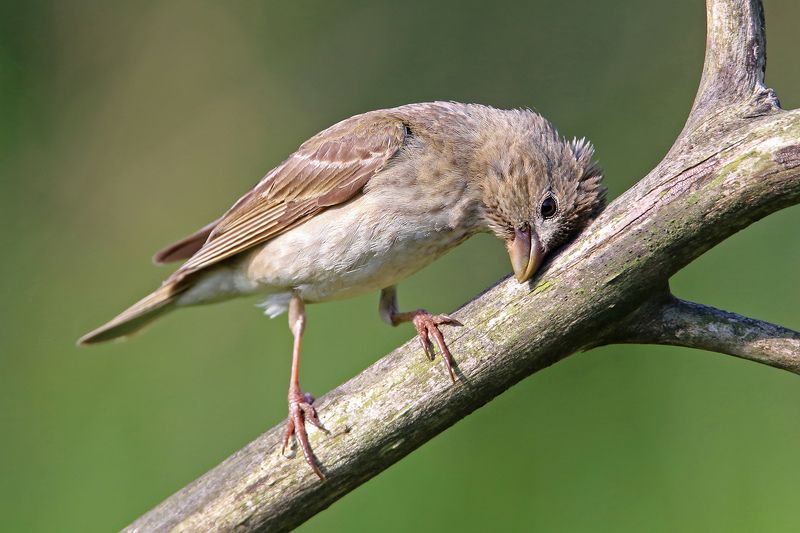 чечевица, Common Rosefinch, Carpodacus erythrinus, Mazais svilpis, Riga, Latvia Кто придумал эти понедельники?! фото превью