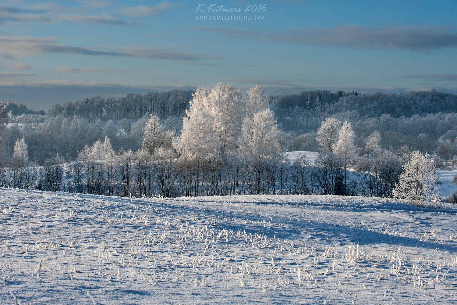 snow frost forest tree blue white winter sky clouds latvia landscape field sun day light cold, Kristaps Kitners