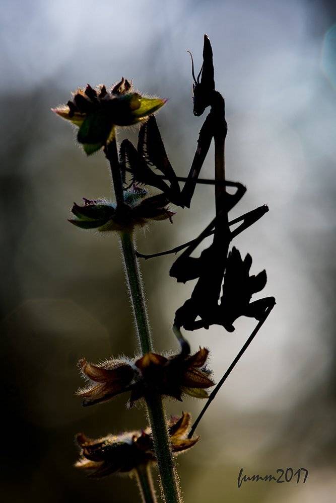 , Игорь ФУММ