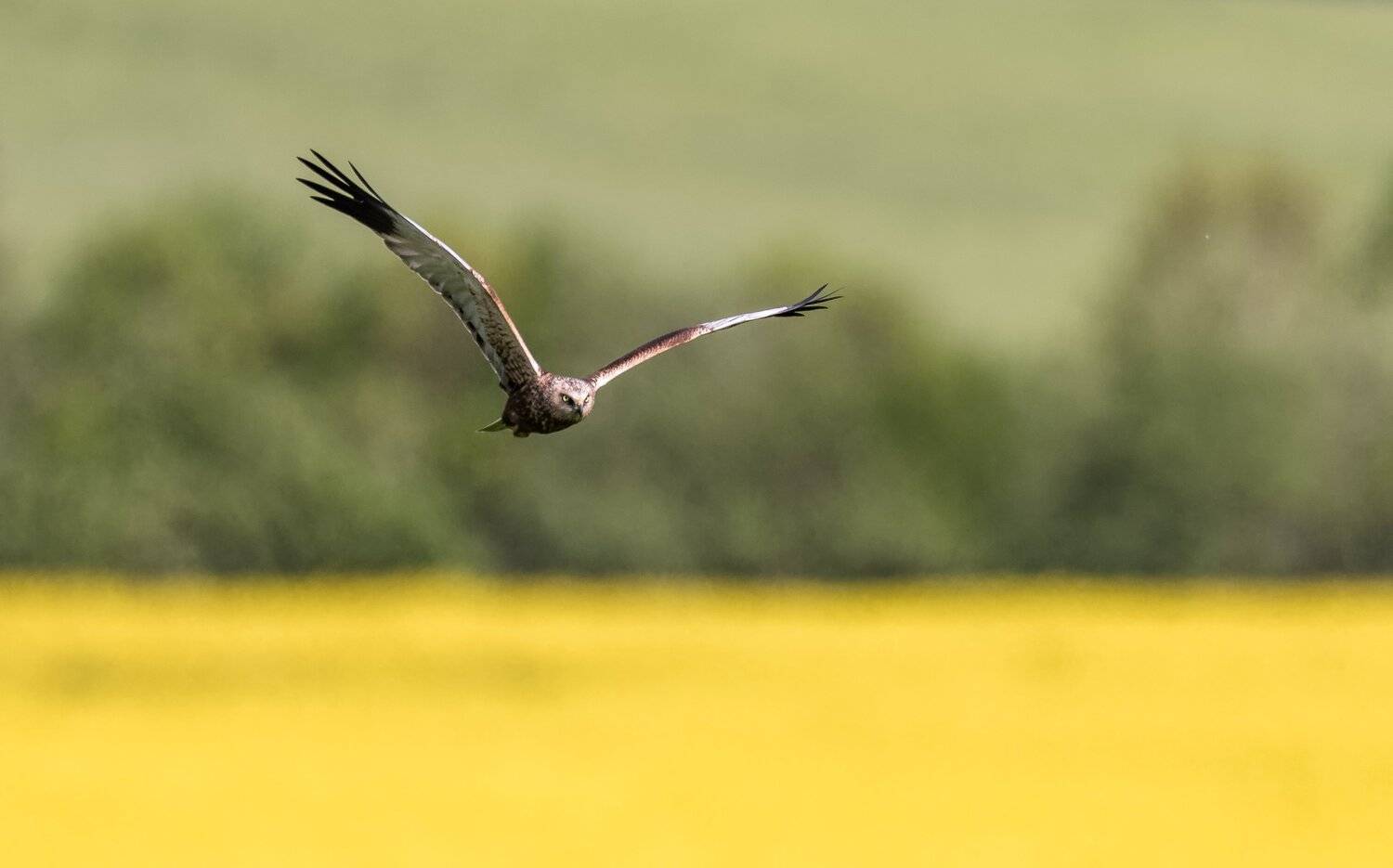 Niedru lija (Circus aeruginosus). Автор: Kreicbergs Maris , Kreicbergs Maris