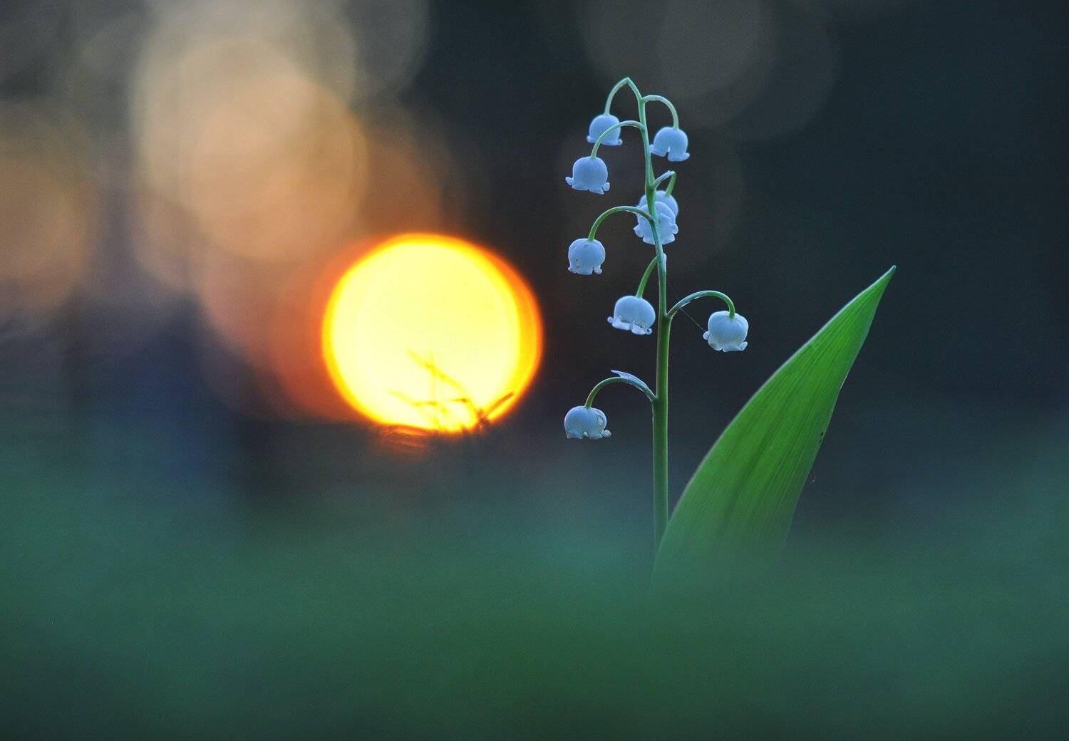 , Макеев Алексей