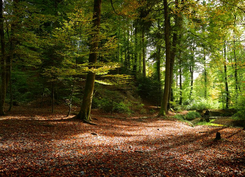 буковый лес, suisse  фото превью