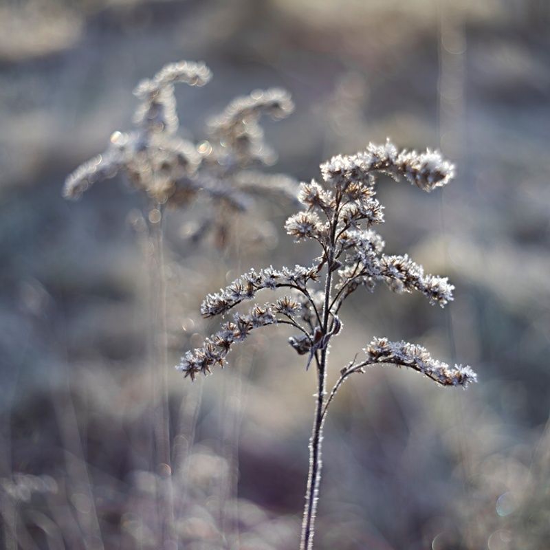 zmarzlinka фото превью