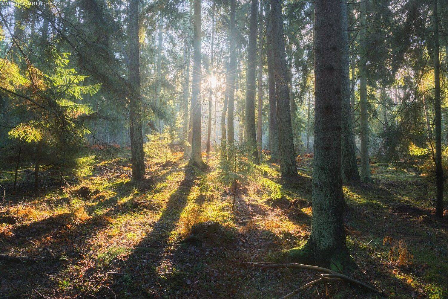лес, природа, пейзаж, Солнце, nature, landscape, forest, Валерий Притченко