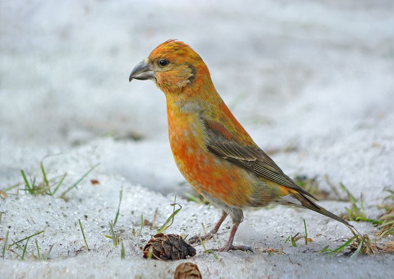 Расписной фото превью