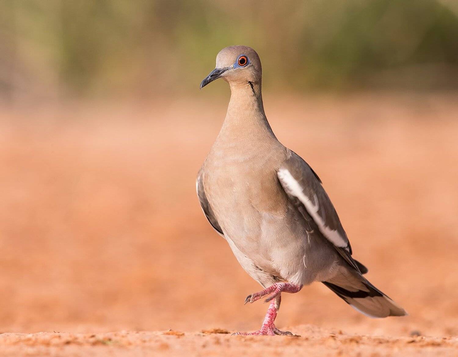 white winged dove, голубь, dove, texas, Elizabeth Etkind