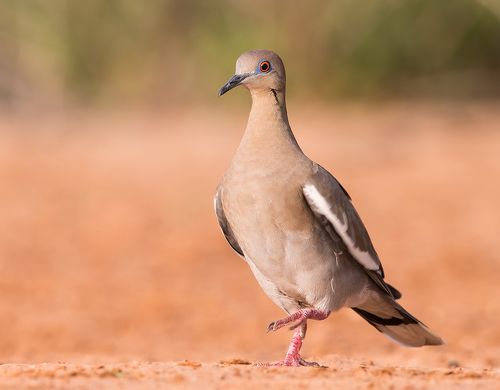 White winged Dove - Горлица