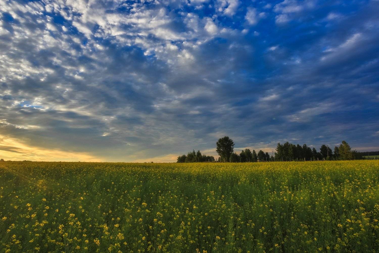 Природа, Поле, Желтые, Небо, Лето, Пейзаж, Природа, Луг, Облака, Небо, Синее, Пейзаж, Цветок, Весна, Зеленый Цвет, Рапс, Ребрук, Pavel Rebruk