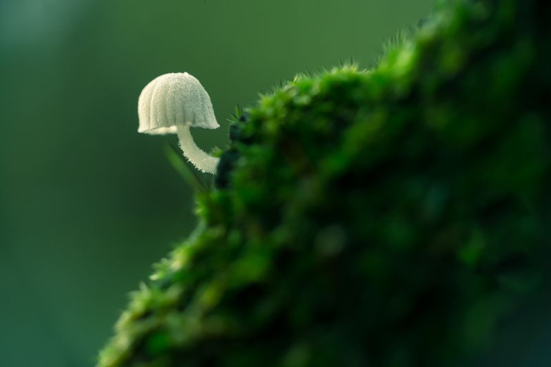 macro, nature, 3mm, fungi, small, white, moss, green, patern, natural The white one фото превью