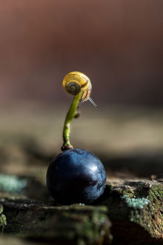 улитка, виноградинка На вершине фото превью