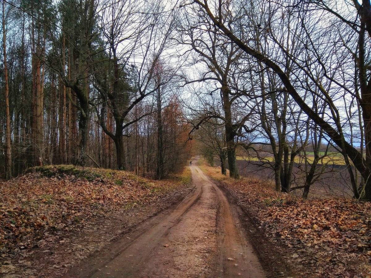 беларусь, дорога, зима, несвиж, парк, январь, Вейзе Максим